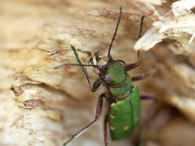 Cicindèle champêtre (Cicindela campestris) © Morvan Debroize
