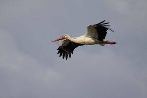Cigogne blanche (Ciconia ciconia) - transport de matériel © Rémi Jardin