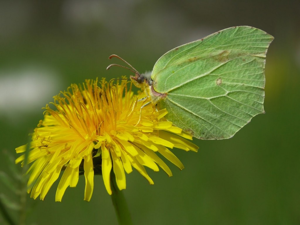 Citron (Gonepteryx rhamni) © Sylvain Montagner