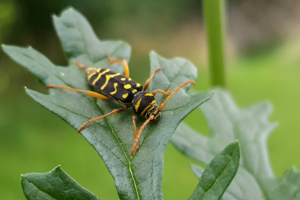 Clyte arqué (Plagionotus arcuatus) © Rémi Jardin