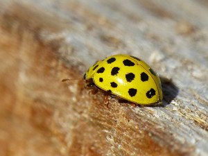 Coccinelle à 22 points (Psyllobora vigintiduopunctata) © Morvan Debroize