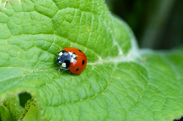 Coccinelle à 7 points (Coccinella septempunctata) © Morvan Debroize