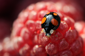 Coccinelle asiatique (Harmonia axyridis) © Marie-Ange Piet