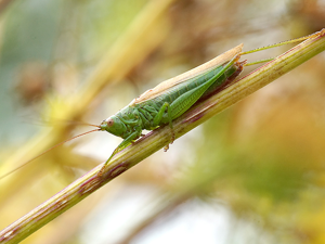 Conocéphale bigarré (Conocephalus fuscus) - mâle © Sylvain Montagner