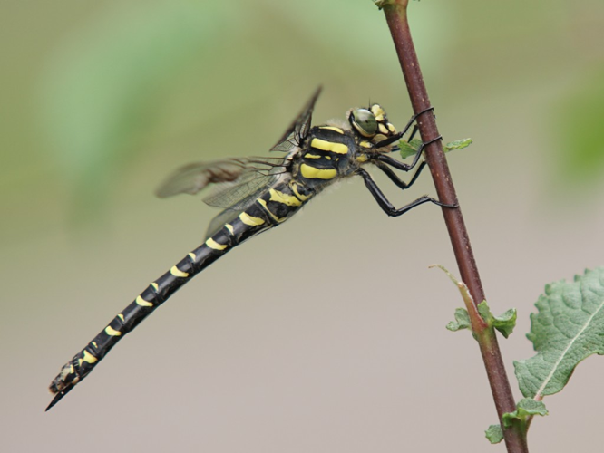 Cordulégastre annelé (Cordulegaster boltonii) © Sylvain Montagner