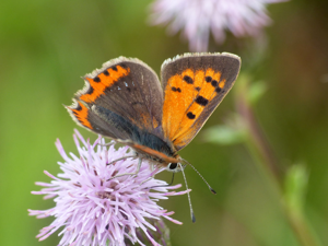 Cuivré commun (Lycaena phlaeas) © Morvan Debroize
