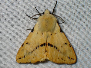 Ecaille Lièvre (Spilosoma lutea) © Sylvain Montagner