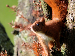 Écureuil roux (Sciurus vulgaris) © Alain Badeuil