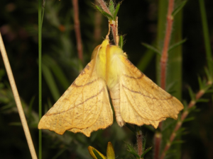 Ennomos du Tilleul (Ennomos alniaria) © Sylvain Montagner
