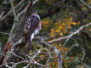 Epervier d'Europe (Accipiter nisus) - mâle © Michel Jardin