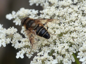 Eristale opiniâtre (Eristalis pertinax) © Morvan Debroize