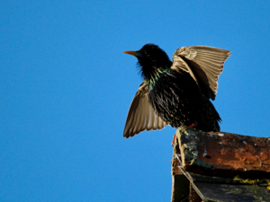 Étourneau sansonnet (Sturnus vulgaris) © Sylvain Paillard