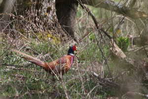 Faisan de Colchide (Phasianus colchicus) © Rémi Jardin
