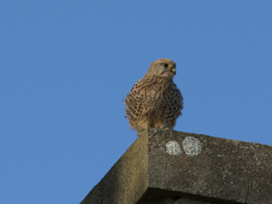 Faucon crécerelle (Falco tinnunculus) © Morvan Debroize