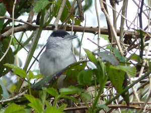 Fauvette à tête noire (Sylvia atricapilla) © Morvan Debroize
