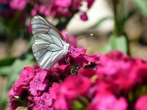 Gazé (Aporia crataegi) © Marianne Deligné