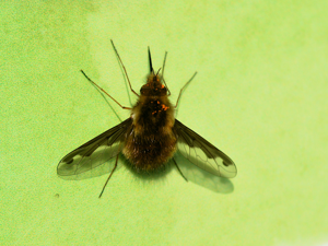 Grand bombyle (Bombylius major) © Morvan Debroize