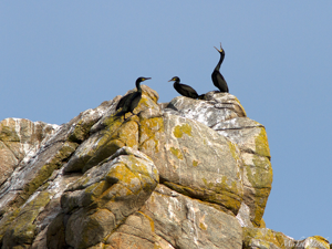 Grand Cormoran (Phalacrocorax carbo) © Michel Jardin