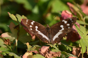 Grand mars changeant (Apatura iris), femelle © Marie-Ange Piet