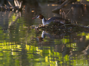 Grèbe huppé (Podiceps cristatus) - adulte au nid © Michel Jardin