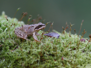 Grenouille agile (Rana dalmatina) © Michel Jardin