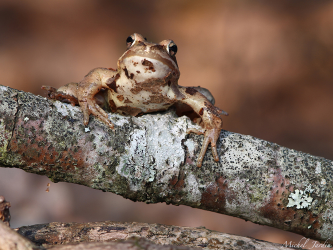 Grenouille rousse (Rana temporaria) © Michel Jardin