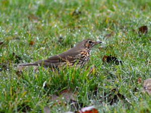 Grive musicienne (Turdus philomelos) © Morvan Debroize