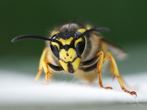 Guêpe germanique (Vespula germanica) © Sylvain Montagner