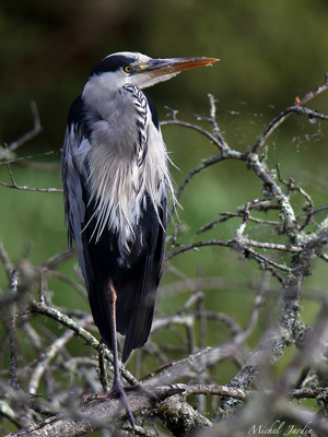 Héron cendré (Ardea cinerea) - Adulte © Michel Jardin