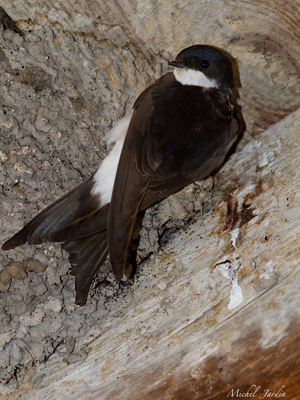 Hirondelle de fenêtre (Delichon urbicum) - adulte © Michel Jardin