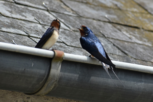 Hirondelle rustique (Hirundo rustica) © Marie-Ange Piet