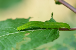 La Découpure (Scoliopteryx libatrix), chenille © Christina Bot