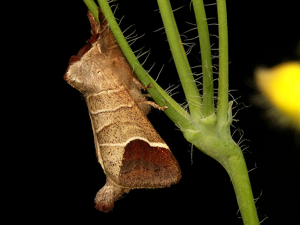 La Hausse-Queue blanche (Clostera curtula) © Sylvain Montagner