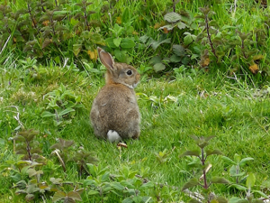 Lapin de garenne (Oryctolagus cuniculus) © Léa Berthet