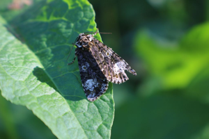La Troënière (Craniophora ligustri) © Gwenn Quérel