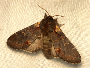 Le Chameau (Notodonta dromedarius) © Sylvain Montagner