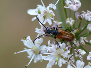 Lepture havane (Pseudovadonia livida) © Morvan Debroize