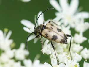 Lepture trapu (Pachytodes cerambyciformis) © Sylvain Montagner