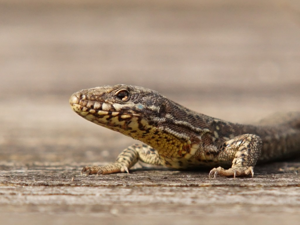 Lézard des murailles (Podarcis muralis) © Sylvain Montagner