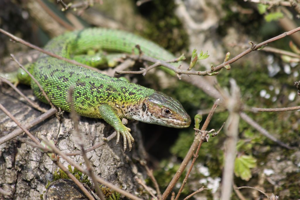 Lézard vert occidental (Lacerta bilineata) © Rémi Jardin