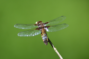 Libellula depressa, femelle agée avec pulvérulence bleue © Morvan Debroize