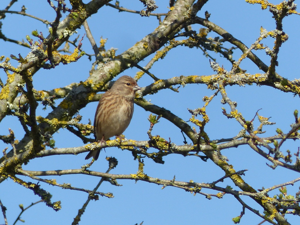 Linotte mélodieuse (Carduelis cannabina), femelle © Morvan Debroize
