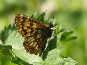 Lucine (Hamearis lucina) © Sylvain Montagner