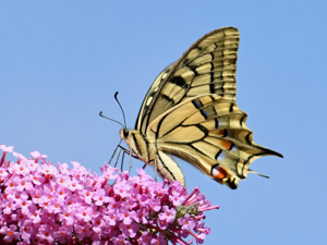 Machaon (Papilio machaon) © Marie-Ange Piet