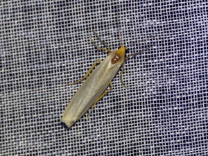 Manteau pâle (Eilema caniola) © Morvan Debroize