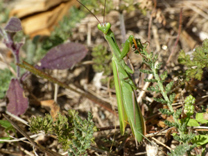 Mante religieuse (Mantis religiosa) © Morvan Debroize