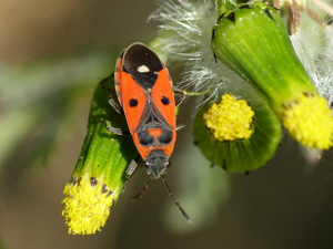 Melanocoryphus albomaculatus © Morvan Debroize