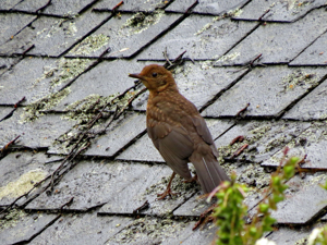 Merle noir (Turdus merula), femelle © Jean-Michel Lebeau