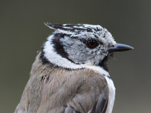Mésange huppée (Parus cristatus) © Benjamin Beaufils