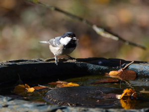 Mésange noire (Parus ater) © Christina Bot